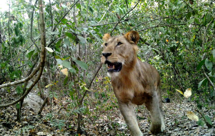 Chinko Nature Reserve, Eastern CAR, Central African Republic